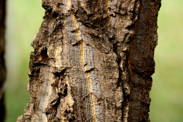 istock Close-up view of the wild tree stem. 1362336360