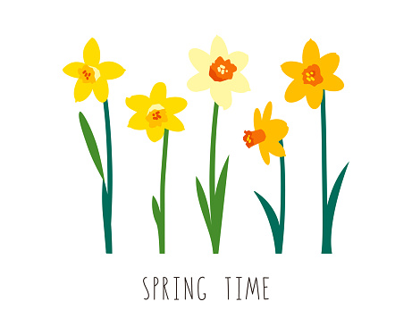 Floral illustration. Vector elements isolated on white background. Greeting card template for bright spring design. Garden flowers. Yellow narcissus. Handwritten lettering. Spring time. Womens Day.