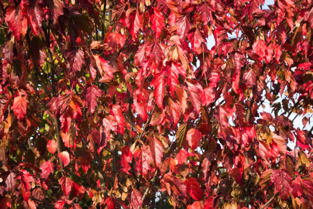 istock Plant with red leaves 1362337854