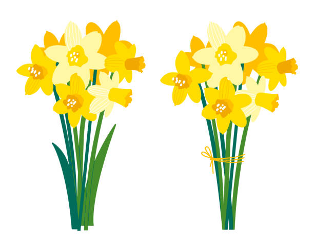 ilustrações, clipart, desenhos animados e ícones de conjunto vetorial de ilustrações florais isoladas em branco. flores do jardim da primavera. narciso amarelo. cultivando daffodils. buquê para cartão de saudação festivo brilhante, pôster, banner. dia da mulher - yellow anemone