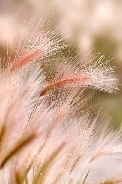 istock Nassella tenuissima.  Foxtail barley close up 1362338121