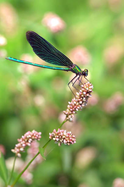 istock Dragonfly on flower close up 1362338718