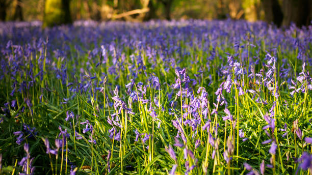 istock Bluebells in the woods 1362339034