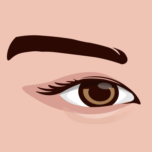 Sombras Para Ojos Marrones Vectores Libres de Derechos - iStock Sombras Para Ojos Marrones Vectores Libres de Derechos - iStock
