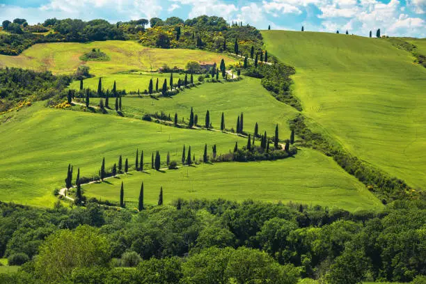 Spectacular winding countryside road decorated with cypresses in the grain fields on the slope, Tuscany, Italy, Europe