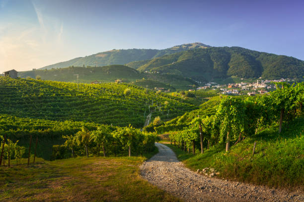 vineyards and road. prosecco hills, unesco site. valdobbiadene, veneto, italy - veneto stock-fotos und bilder