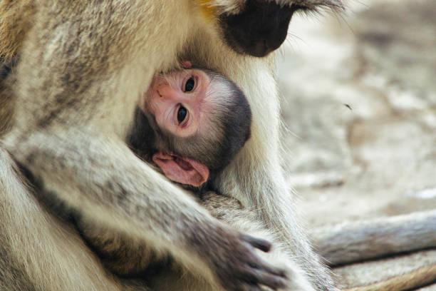 Monkeys in a hotel complex in Kenya
