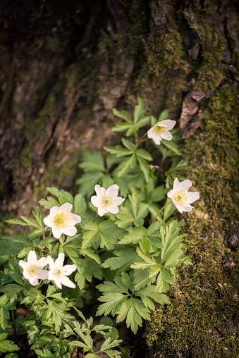 Wood Anemones against a mossy tree trunk.