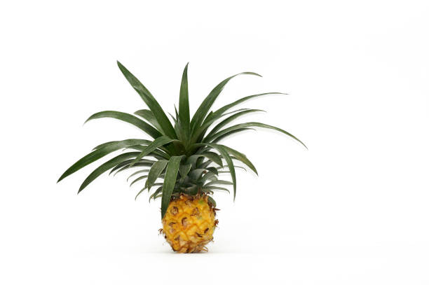 istock Pineapple at style isolated on white background 1362342460