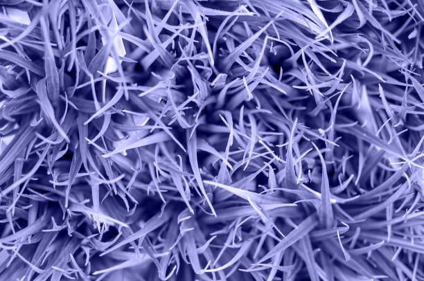 istock very peri n grass close-up, top view, soft focus, background in blur 1362342544