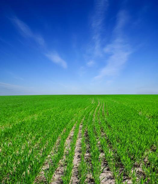 istock beautiful green field 1362343481