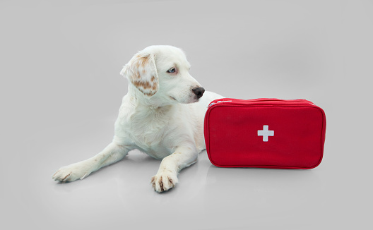 Dog first aid emergency kit concept. Isolated on gray background