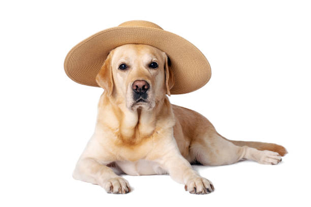 istock Dog in a straw hat on a white isolated background. 1362344504