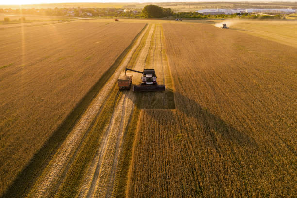 istock Combine harvester on the field at sunset 1362344616