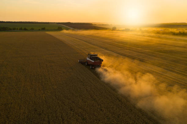 istock Combine harvester on the field at sunset 1362345643