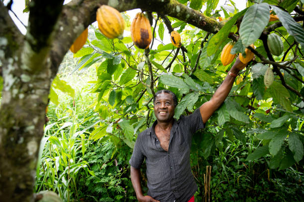 l'agricoltore africano sembra soddisfatto delle sue fave di cacao dalle piante della sua piantagione - cocoa bean foto e immagini stock