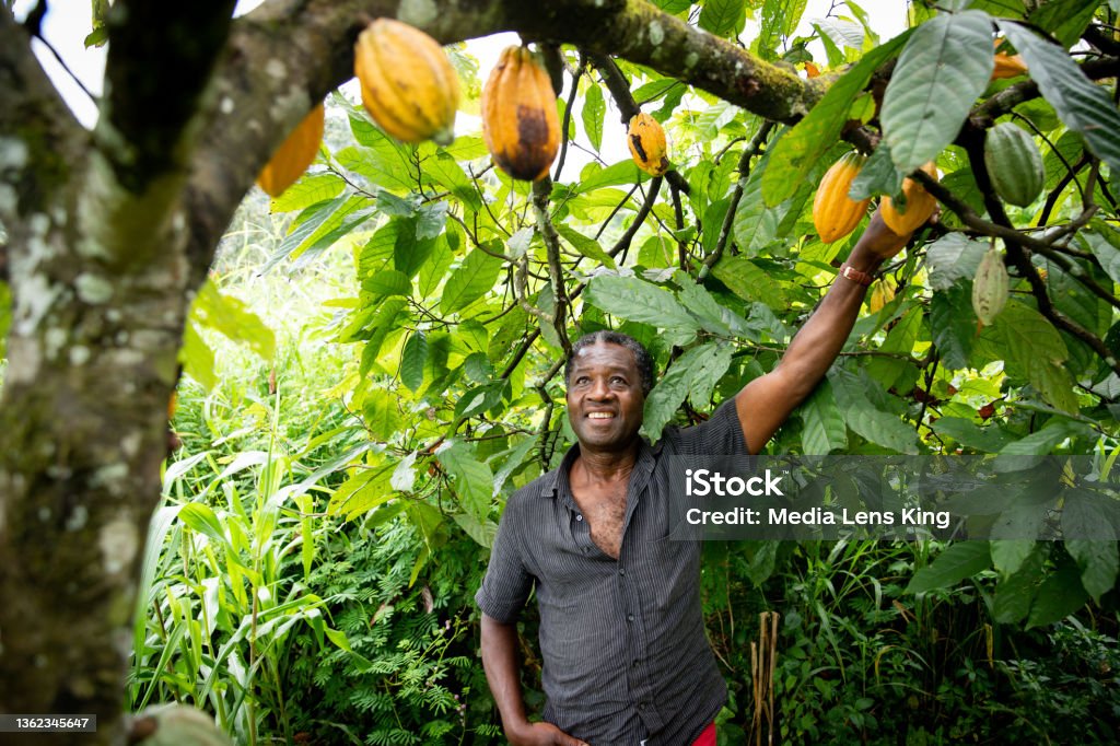 African farmer looks satisfied at his cocoa beans from the plants of his plantation African farmer looks satisfied at his cocoa beans from the plants of his plantation. Cocoa Powder Stock Photo