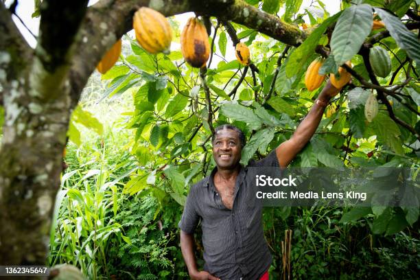 African Farmer Looks Satisfied At His Cocoa Beans From The Plants Of His Plantation Stock Photo - Download Image Now