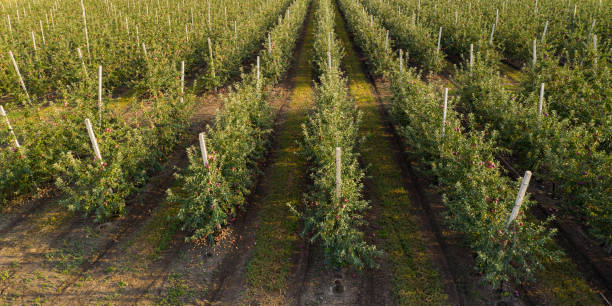istock Aerial view of apple orchard 1362345810