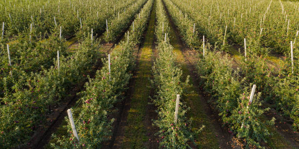 istock Aerial view of apple orchard 1362345838