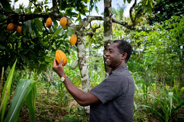 un uomo d'affari africano di successo sembra soddisfatto di una fava di cacao dalla sua piantagione. - cocoa bean foto e immagini stock