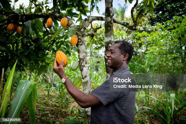 Successful African Businessman Looks Satisfied At A Cocoa Bean From His Plantation Stock Photo - Download Image Now