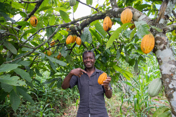istock A satisfied farmer at his cocoa plantation 1362346988
