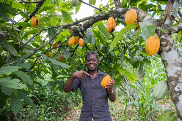 Photo of A satisfied farmer at his cocoa plantation