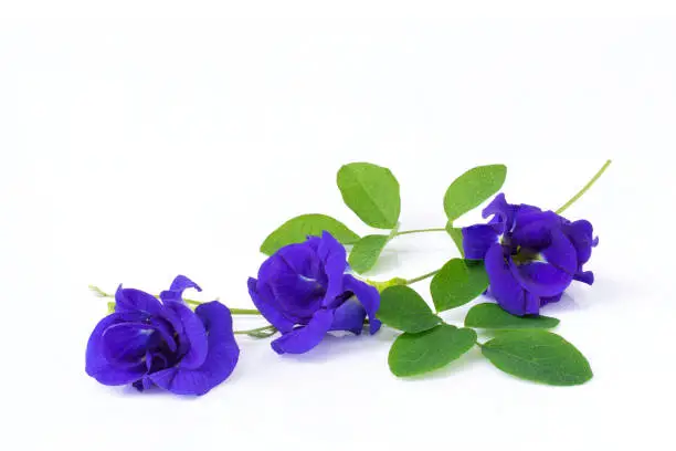 Photo of Butterfly pea flower