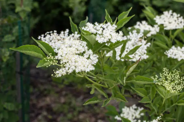 close-up of the cream-white tiny flowers of sambucus or black elder