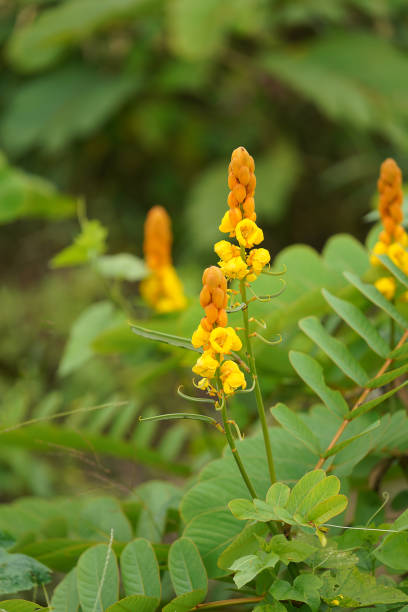 istock Close up Ringworm bush flower with blur background. 1362347811