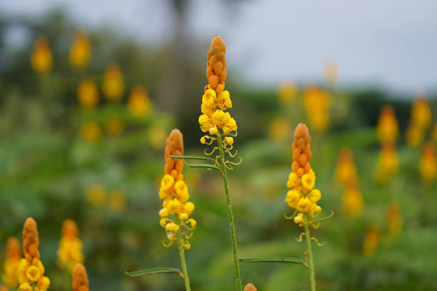 istock Close up Ringworm bush flower with blur background. 1362347812