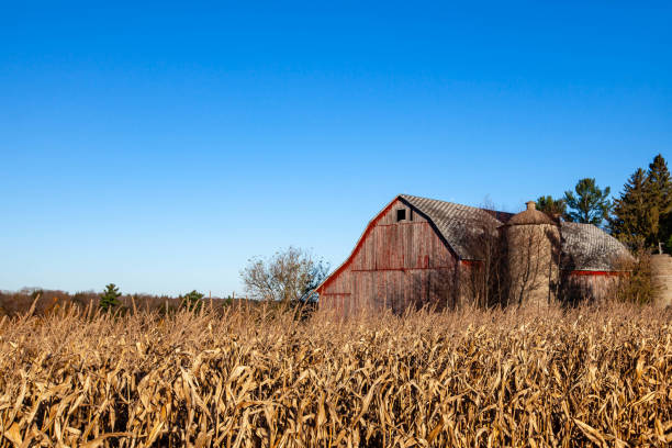 istock Weathered barn and silo next to a cornfield in October 1362349696