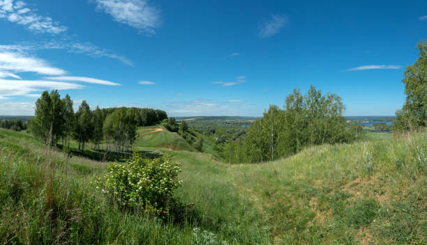 Birches grow on a hill. Sunny summer day.