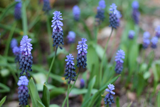 View of muscari latifolia at a garden. View of muscari latifolia at a garden close-up. muscari latifolium stock pictures, royalty-free photos & images
