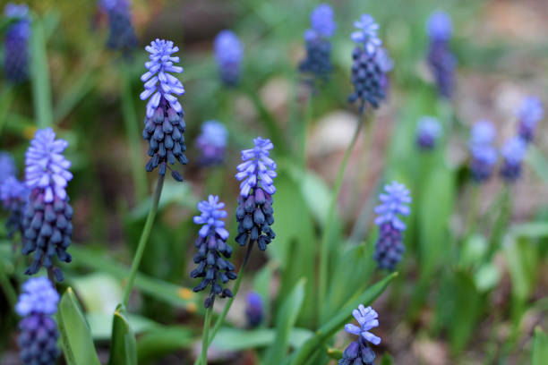 View of muscari latifolia at a garden. View of muscari latifolia at a garden close-up. muscari latifolium stock pictures, royalty-free photos & images