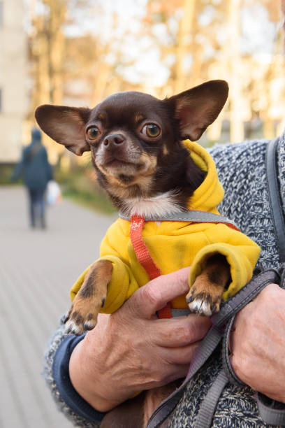 istock A small dog in his arms. 1362351215