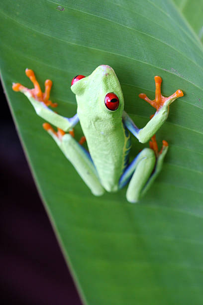 istock Agalychnis callidryas - Red Eyed Tree Frog 136235261