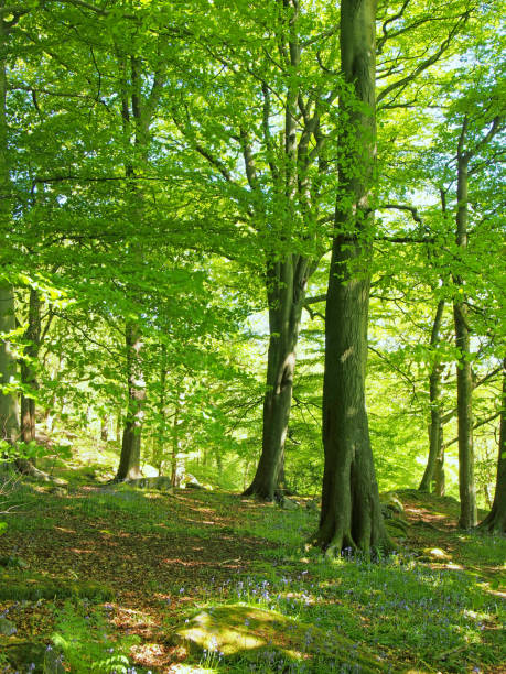 istock springtime woodland with large beech trees with bright green glowing leaves illuminated by bright morning sunshine and bluebells growing between boulders on the ground 1362352891