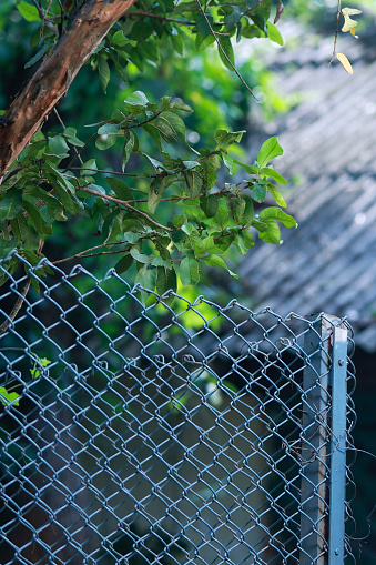 Chain link fence and grape