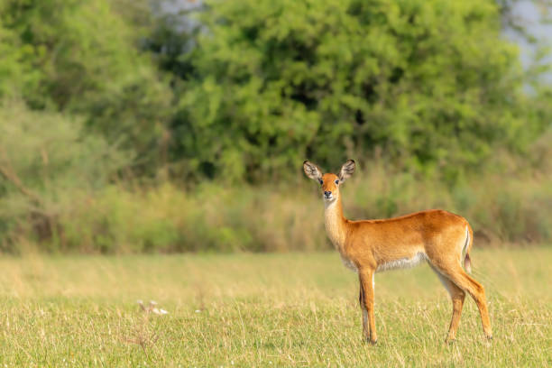 istock A female kob looking at the camera (Kobus kob), Murchison Falls National Park, Uganda. 1362354938
