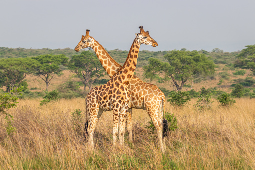 The reticulated giraffe (Giraffa camelopardalis reticulata), also known as the Somali giraffe. Samburu National Reserve, Kenya.