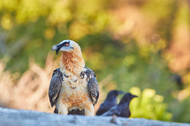 istock Gypaetus barbatus 1362357298