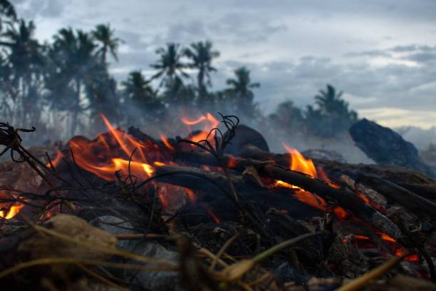 istock burning dry leaves and logs, dry grass, tree branches 1362358681