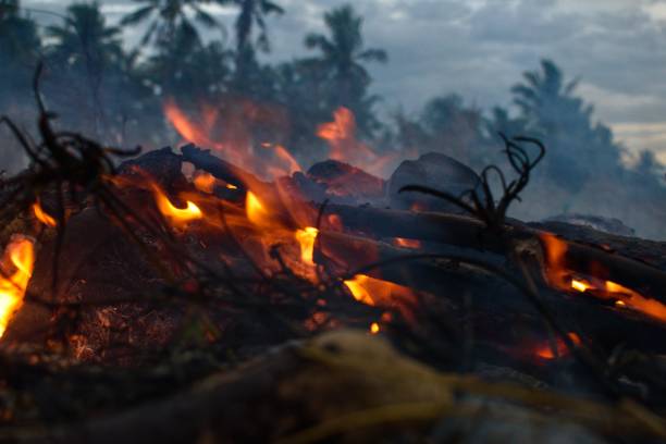 istock burning dry leaves and logs, dry grass, tree branches 1362358723