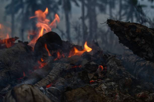 istock burning dry leaves and logs, dry grass, tree branches 1362358796