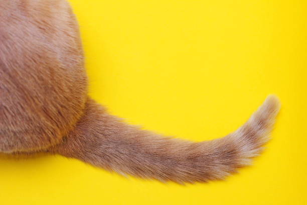 istock The tip of a red cat's tail. 1362360045