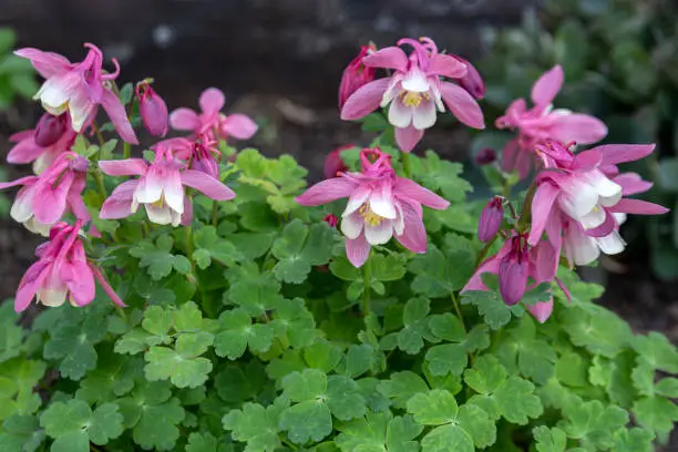 Photo of Pink aquilegia blooming in the garden. Perennials, landscaping, floriculture.