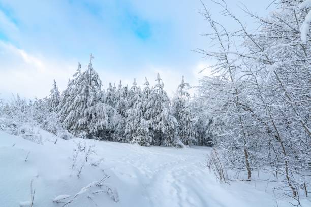 istock Snow-covered forest path, illuminated by day. Winter Background. winter forest scenery. Scenic image of tree. Frosty day, calm wintry scene. Ski resort. Great picture of wild area 1362362589