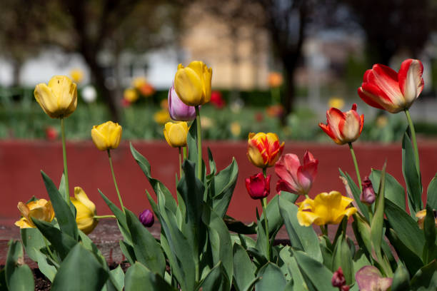 istock flower bed with variegated red Tulips in Garden 1362362868